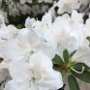 Rhododendron japonicum